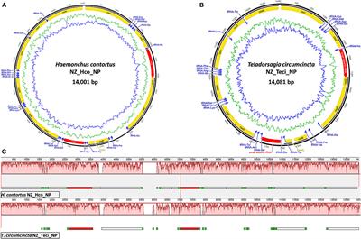 Characterization of the Complete Mitochondrial Genomes of Two Sibling Species of Parasitic Roundworms, Haemonchus <mark class="highlighted">contortus</mark> and Teladorsagia circumcincta
